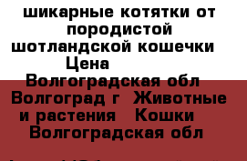 шикарные котятки от породистой шотландской кошечки › Цена ­ 3 500 - Волгоградская обл., Волгоград г. Животные и растения » Кошки   . Волгоградская обл.